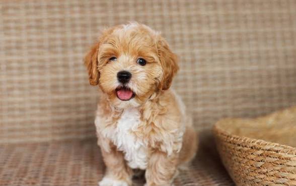 Maltipoo angle 4
